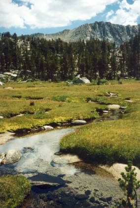 A Sierra Nevada meadow with a stream.  Photo: Eric W. Sanderson.