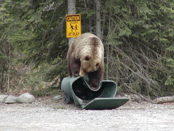 A brown bear inspects a residential trash container. Photo: Alaska Department of Fish and Game