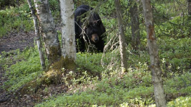 A black bear passes through woodlands in east Anchorage, in a park popular with both people and bears. Photo: Wayne Hall