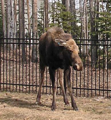 Ears back, hackles raised, this urban moose is agitated and ready to charge. Photo: Alaska Department of Fish and Game