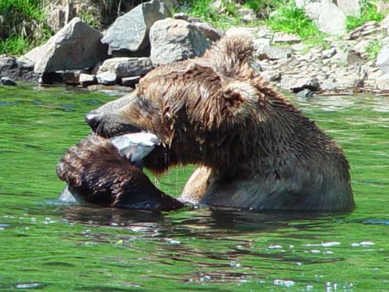 Anchorage is the largest U.S. city to have brown bears walk its trails and streets and fish for salmon in its creeks. Photo: Alaska Department of Fish and Game.