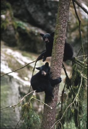 Black bears are much more common than browns; here two cubs take refuge in a tree. Photo: Alaska Department of Fish and Game