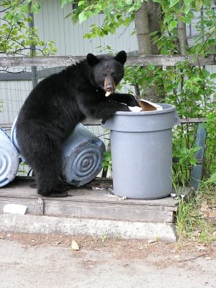 One of the chief attractants for black bears in Anchorage is human trash. Photo: Alaska Department of Fish and Game