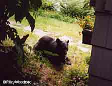 6.Black bears have also learned that bird feeders are a good source of food. Credit: Alaska Department of Fish and Game