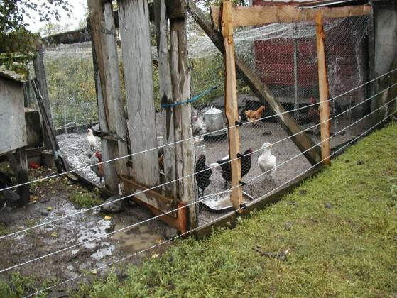 One way to keep bears away from backyard chickens is to install an electrified fence around coops. Photo: Alaska Department of Fish and game