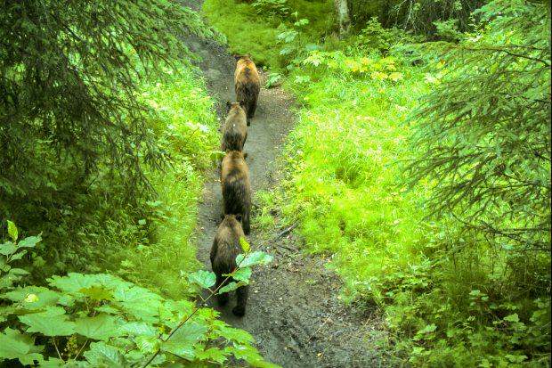 A brown bear female with three cubs walks along a trail that’s popular with walkers and bicyclists. Photo: Alaska Department of Fish and Game