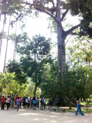 Jardim Botânico do Rio de Janeiro: pessoas apreciando a Sumaúma (Ceiba petranda) – gigantesca árvore da Amazônia. Credito: Cecilia Herzog