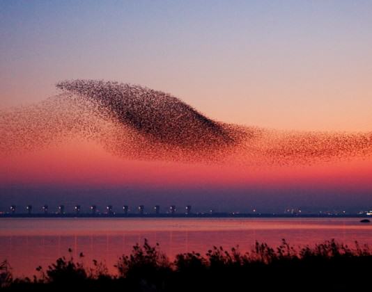 A massive flock of Baikal Teal flying at the background of sunset over Geum River Estuary, South Korea Source: the county of Seocheon and Korea Tourism Organization (http://www.visitkorea.or.kr/kor/inut/travel/theme/recom_content/cms_view_1158034.jsp) 