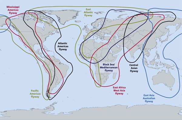 Flyways of the world. Credit: Wetlands International, 2009