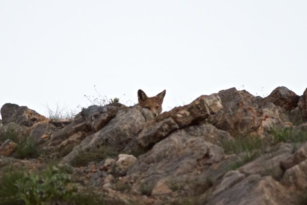 A Red Fox peers at me through a pile of rocks near Kibber. Photo: Madusudan Katti