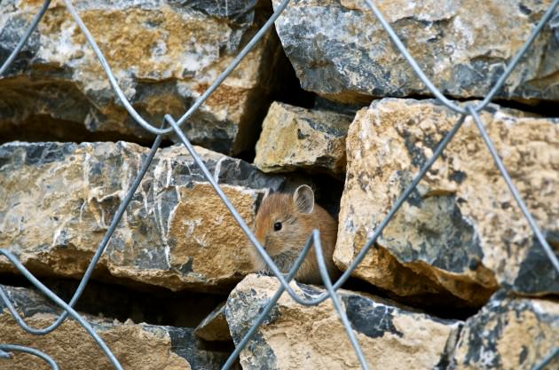 Himalayan Pika peeks through the rocks of a retaining wall on the road outside Kibber. Photo: Madusudan Katti