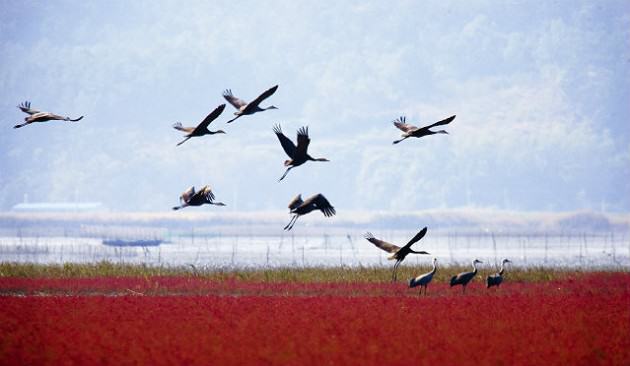 Hooded Cranes at Suncheon Bay Source: Suncheon Bay Garden Expo (http://eng.2013expo.or.kr/) 