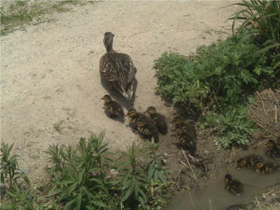 Mallard (Anas platyrhynchos) born in the biotope. 2005. Photo: K.Shibata)