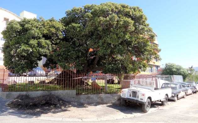 Treaty Tree—The Treaty Tree was previously known as the Old Slave Tree of Woodstock. Photo: Russell Galt