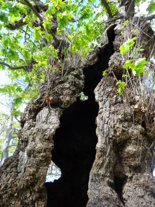 European Oak—The old hollow oak tree. Photo: Russell-Galt