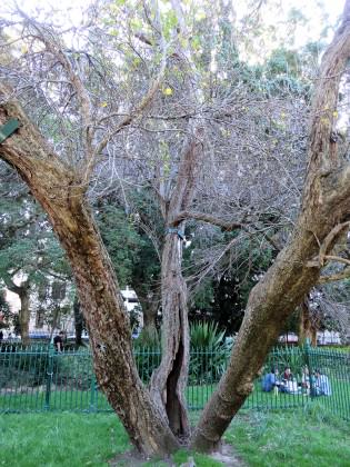 Saffron Pear—The saffron pear tree. Photo: Russell Galt