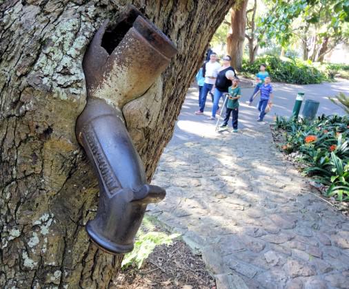 European Oak—A tap protrudes from the tree trunk at head height. Photo: Russell Galt