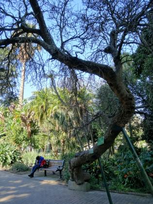 Black Mulberry—The black mulberry in Company's Garden. Photo: Russell Galt