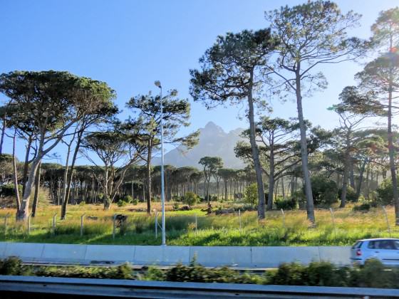 Stone Pines—Most of the surviving stone pines are nearing the end of their natural lives: Photo: Russell-Galt