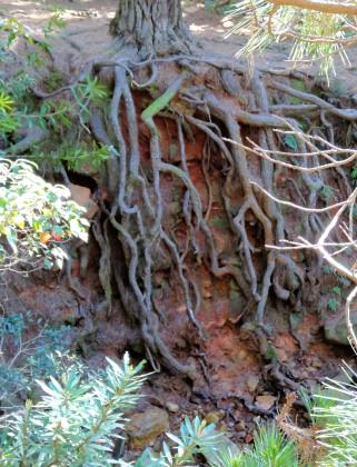 Stone Pines—The thirsty roots of a stone pine exposed here by erosion. Photo: Russell-Galt