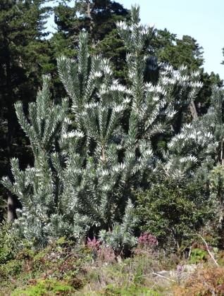 Silvertree—The silvertree is a member of the Protea family. Photo: Russell-Galt