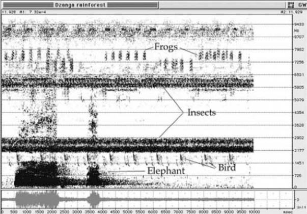 Spectogram of a meadow from Bernie Krause