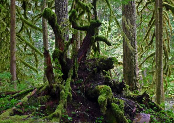 An old-growth forest in Oregon, US. Image: Susan Liepa