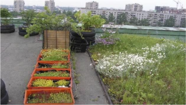 One of the few green roofs in St. Petersburg created by enthusiastic citizens