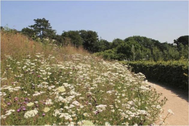 Meadow with native plants is one of the targets in Novoye Devyatkino