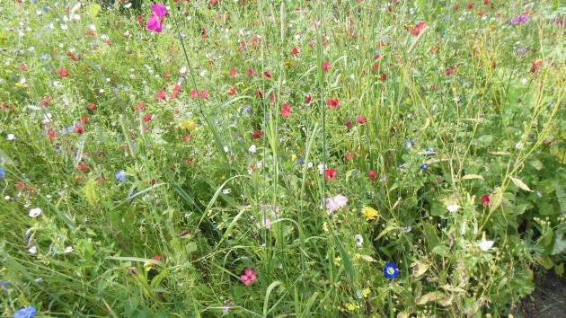 Naturalistic plantings resembling native meadows in Southern Germany. Photo: Ana Faggi