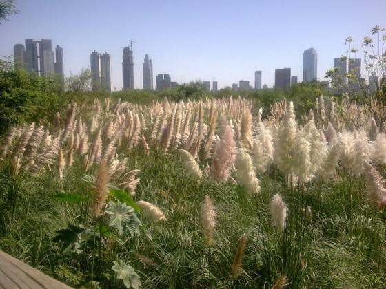 Costanera Sur reserve, Buenos Aires. Photo: Ana Faggi