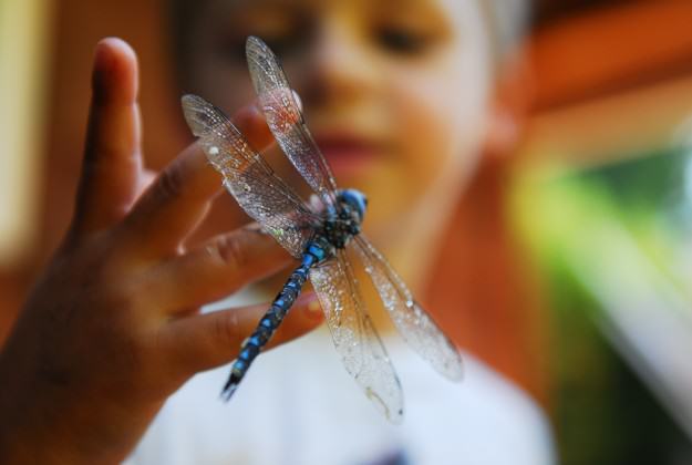 Child with dragonfly at one of CRD Regional Parks’ interpretive programs. Photo by Deborah Kerr.