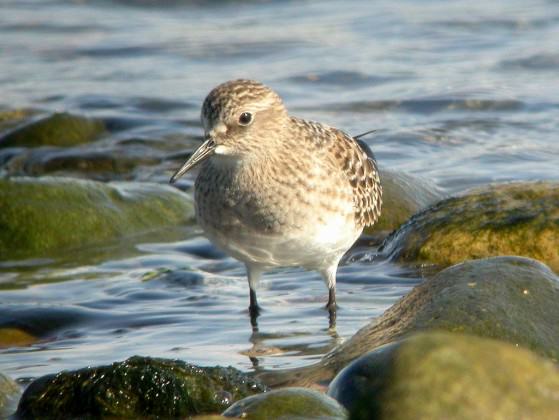 Baird’s Sandpiper at Island View Beach Regional Park.  Photo by Dave Appleton.