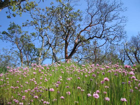 Nationally endangered Garry Oak Ecosystem at Mill Hill Regional Park.  Photo: CRD Image Library.