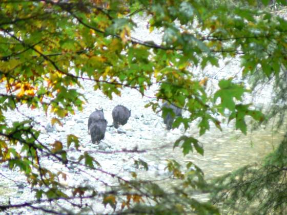 Black bears at Sooke Potholes Regional Park during the fall salmon run.  Photo CRD Image Library.