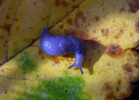Nationally endangered Bluegrey Taildropper (slug).  Photo by Kristiina Ovaska.