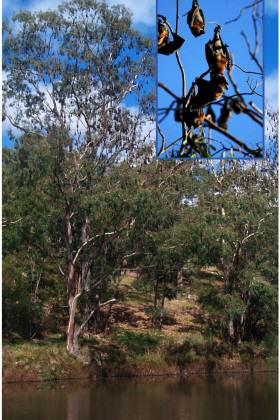 Grey-headed Flying-Fox camp along the Yarra River, Melbourne Australia. Photo: Ian Kitchen