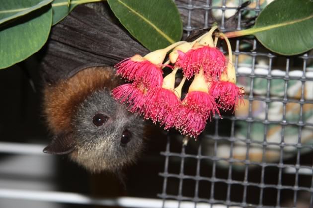 GHFF in captivity eating pollen & nectar from a Eucalyptus blossom. Photo: Rodney van der Ree