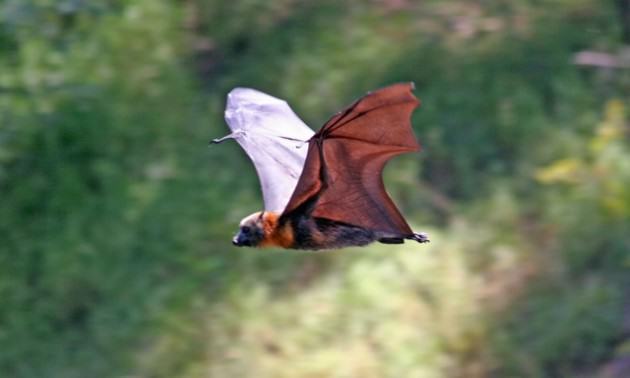 Grey-headed Flying-fox in Melbourne, Australia. Photo: Ian Kitchen