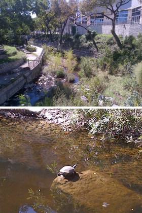 Waller Creek as it flows by the Austin Convention Center, and a resident turtle. Photos: Adrian Benepe