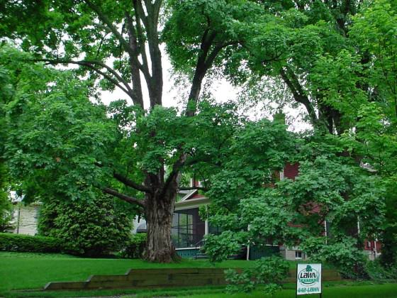 Yards dominated by large trees and landscaping. Photo: Charles Nilon