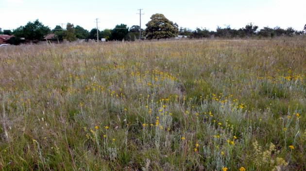 Evans Street Grassland, Sunbury, Melbourne. Photo: G. Garrard