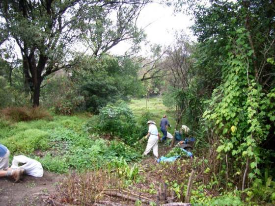 Bush regeneration activities in Sydney. Photo credit: Wikimedia Commons: http://commons.wikimedia.org/wiki/File:Bush_regeneration_Bray_Avenue_Earlwood.jpg