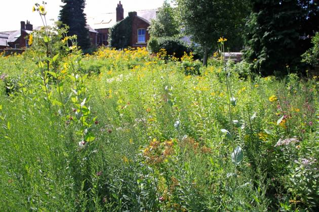 Wildflower meadows in Sheffield Botanical Gardens. Photo: C. Ives