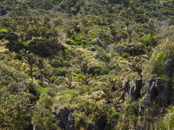 The subtropical forests at Punakaiki, Paparoa National Park, NZ. Photo: Glenn Stewart
