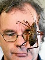 The world's largest insect – the giant weta (courtesy samdailytimes.blogspot.com)