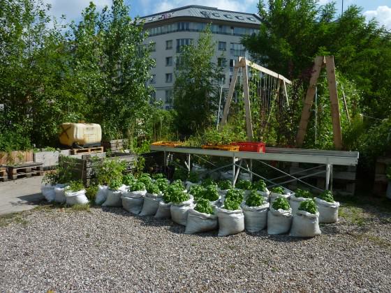 Portable vegetable garden in the Prinzessinnengarten in the heart of Berlin. Photo: Cecilia Herzog