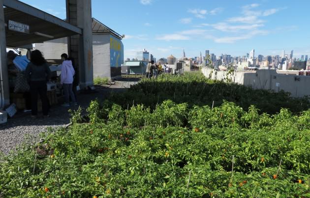 Figure 15 – Vista da fazenda Brooklyn Grange em um teto no bairro do Queens, em Nova York: outubro passado emum sábado de manhã. A feira está no lado esquerdo e a vista de Manhattan ao fundo. Photo: Cecilia Herzog 