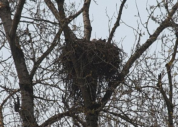 West Hayden Island Eagle on nest in 2013. Photo: Bob Sallinger