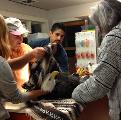 Eagle being examined on arrival at Audubon. Photo: Peter Sallinger